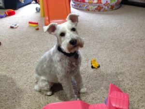 Happy dog at Crissy's Camp Canine