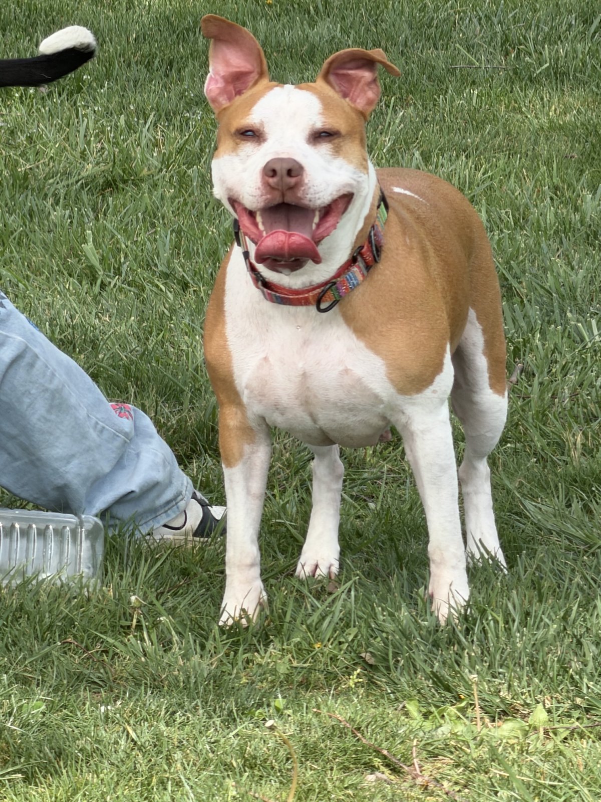 Happy dog at Crissy's Camp Canine